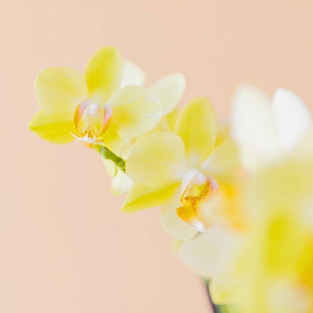 Orquídea mini amarilla de Colvin con pétalos vibrantes sobre fondo suave, ideal para decorar el hogar.