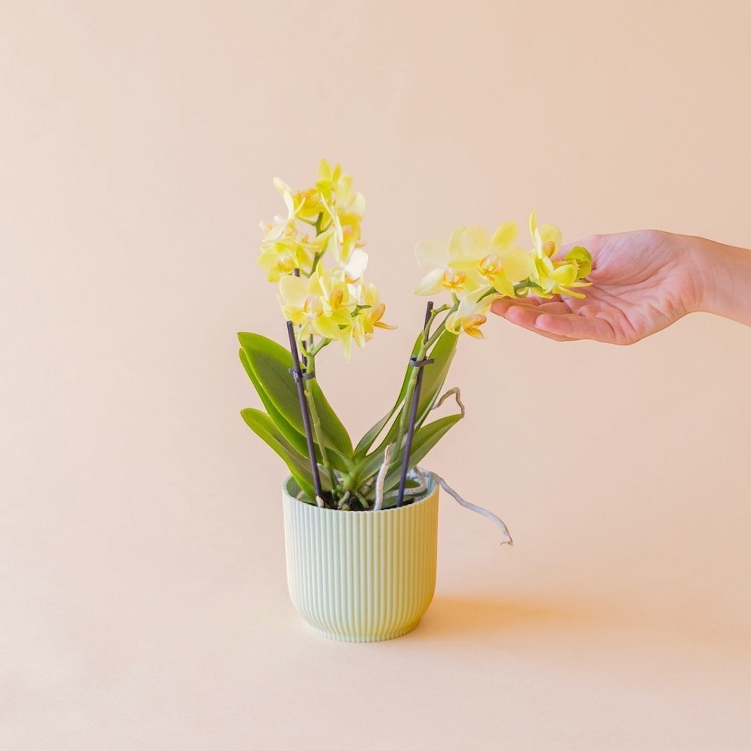 Orquídea mini amarilla Colvin en maceta de cerámica estriada verde claro, sostenida suavemente por una mano.