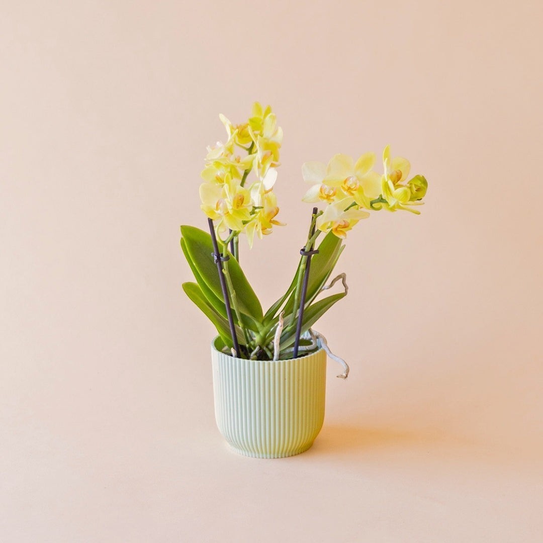 Orquídea mini amarilla Colvin con maceta gratis, sobre fondo neutro.