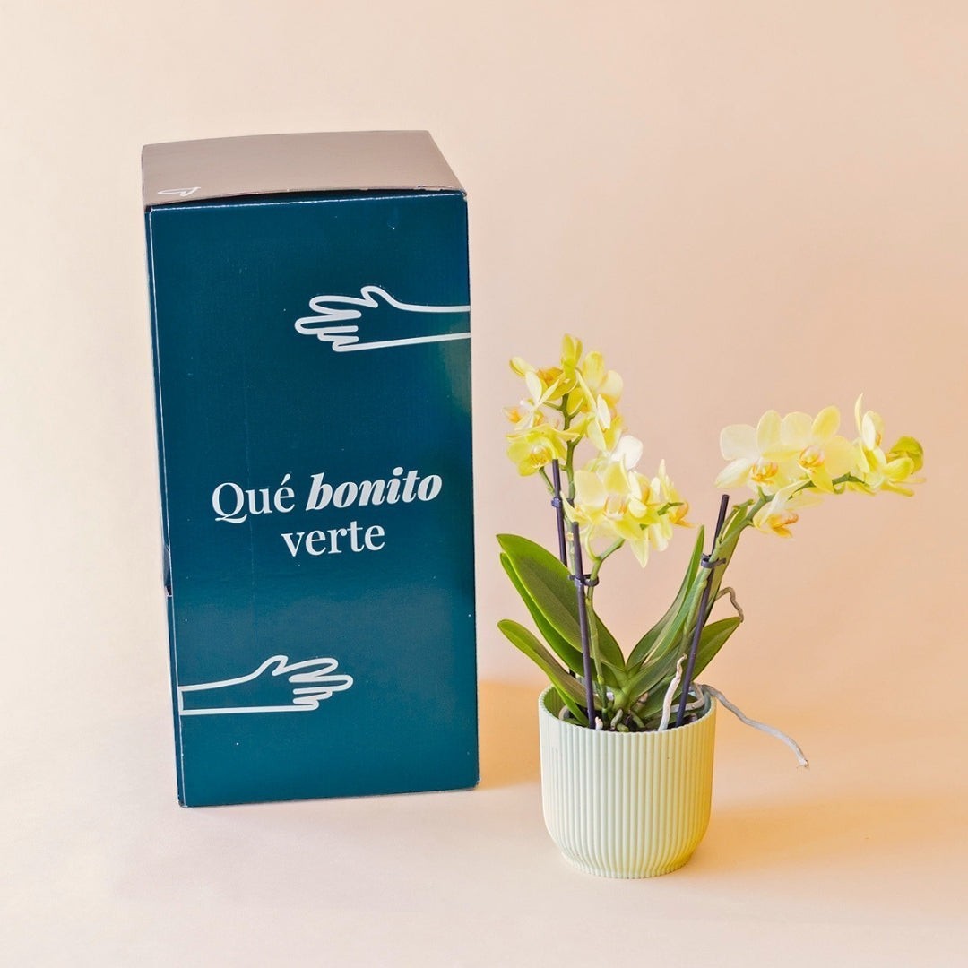 Orquídea mini amarilla Colvin con maceta estriada junto a caja de regalo verde oscuro con mensaje Qué bonito verte.