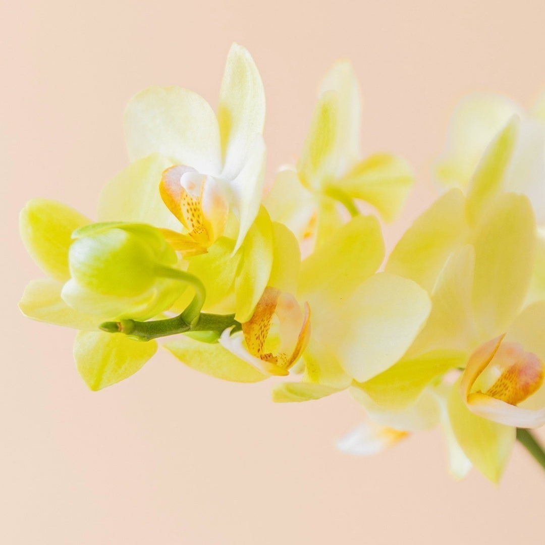 Orquídea mini amarilla de Colvin con flores vibrantes y centro detallado sobre fondo suave color crema