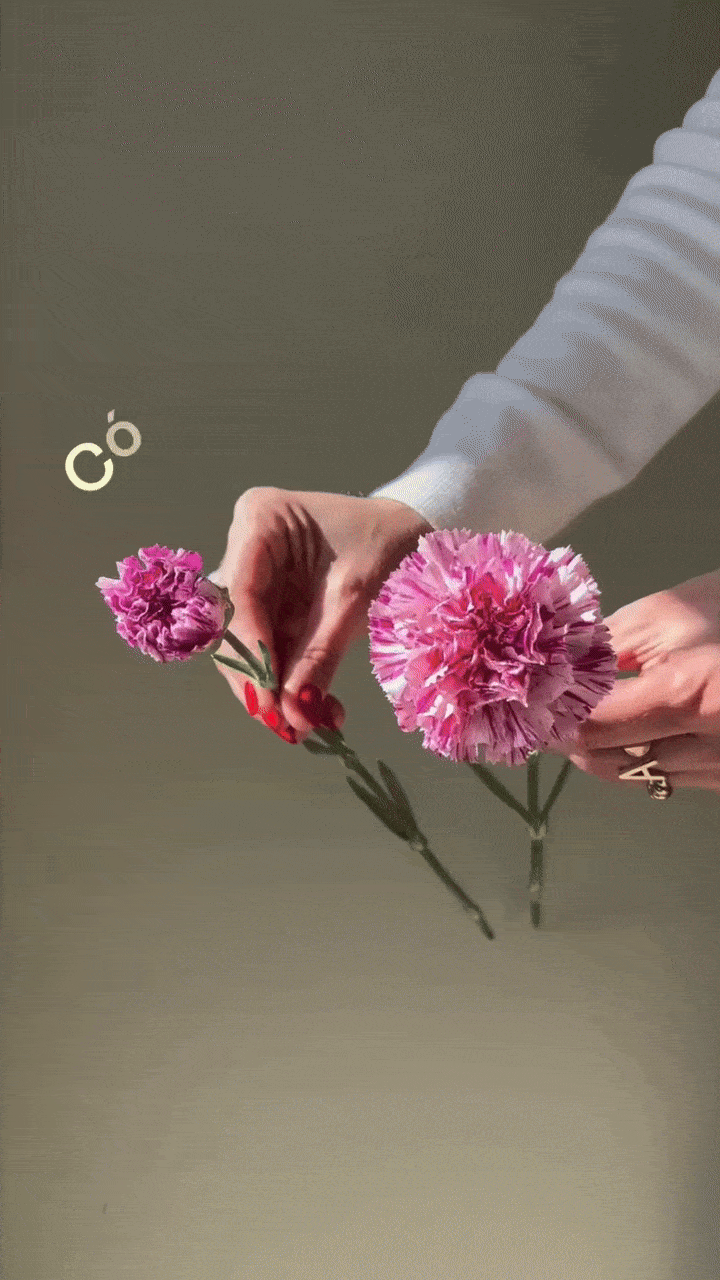 Tutorial en video sobre cómo abrir un clavel