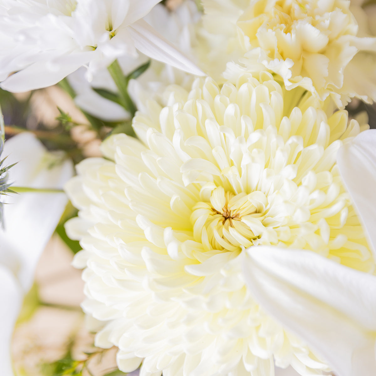 Primer plano de crisantemo blanco marfil y lirio blanco del ramo de flores blancas de Colvin
