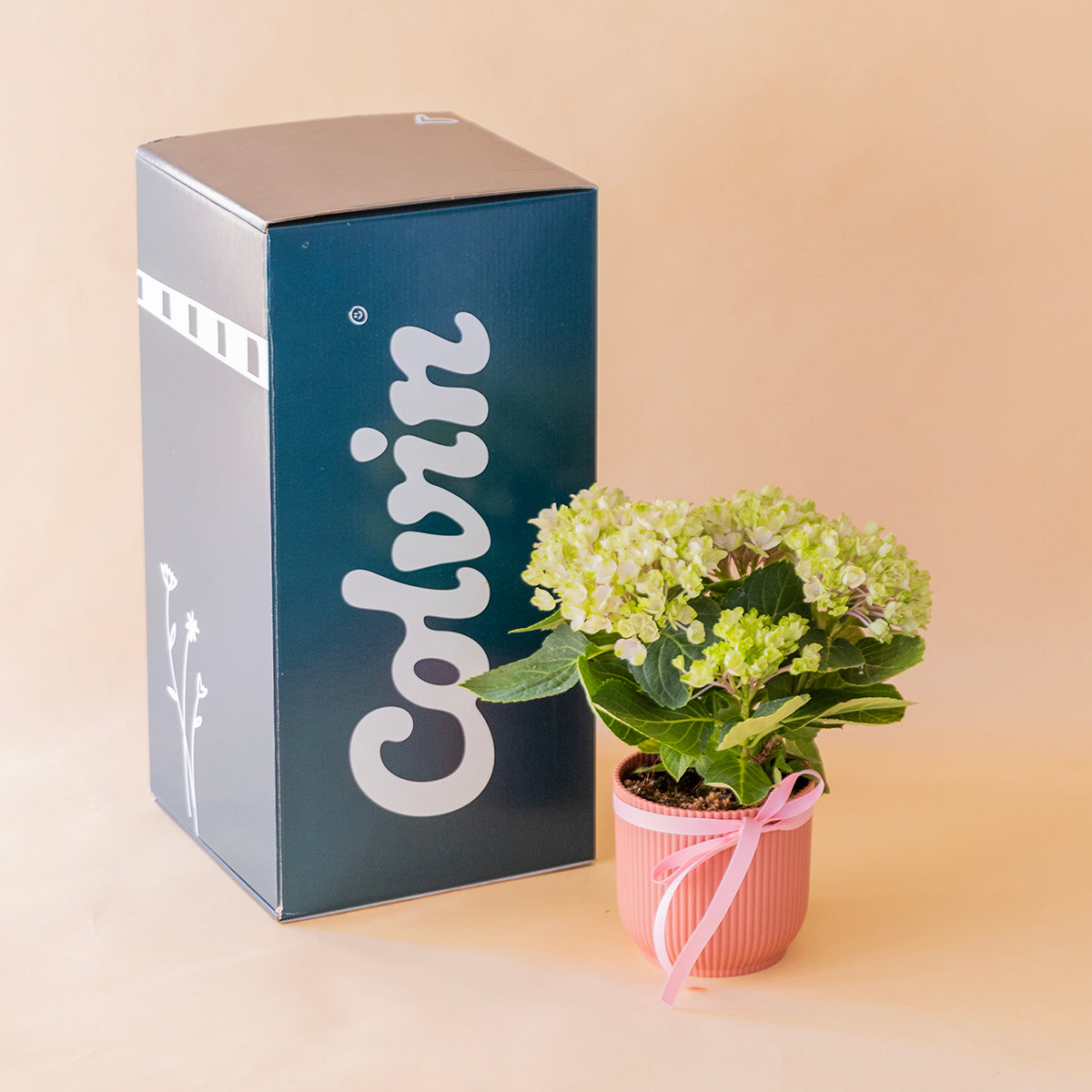 Mini hortensia en maceta salmón junto a caja de envío Colvin, entrega a domicilio - Colvin