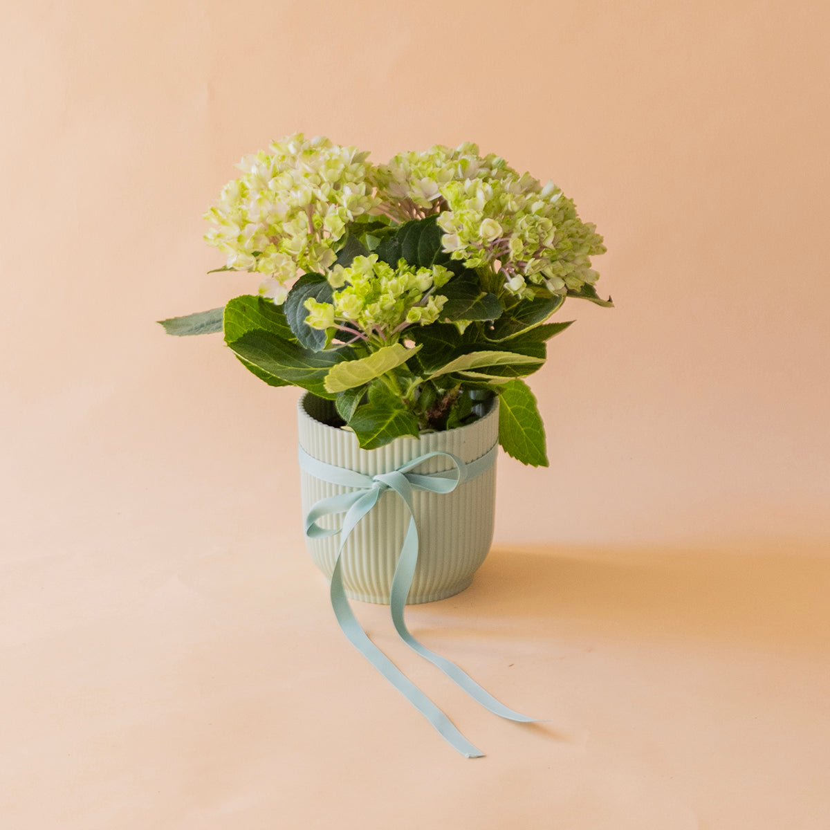 Primer plano flores de hortensia en verde claro, fase antes de ponerse rosita - Colvin