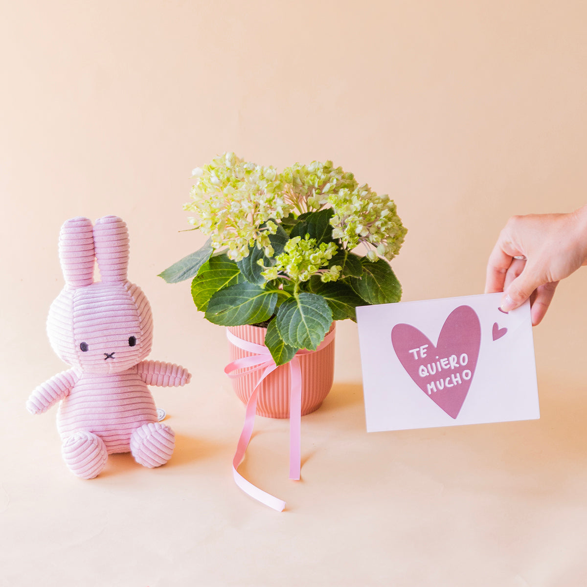 Mini hortensia verde en maceta rosa con peluche Miffy y mano sosteniendo tarjeta Te quiero mucho - Colvin