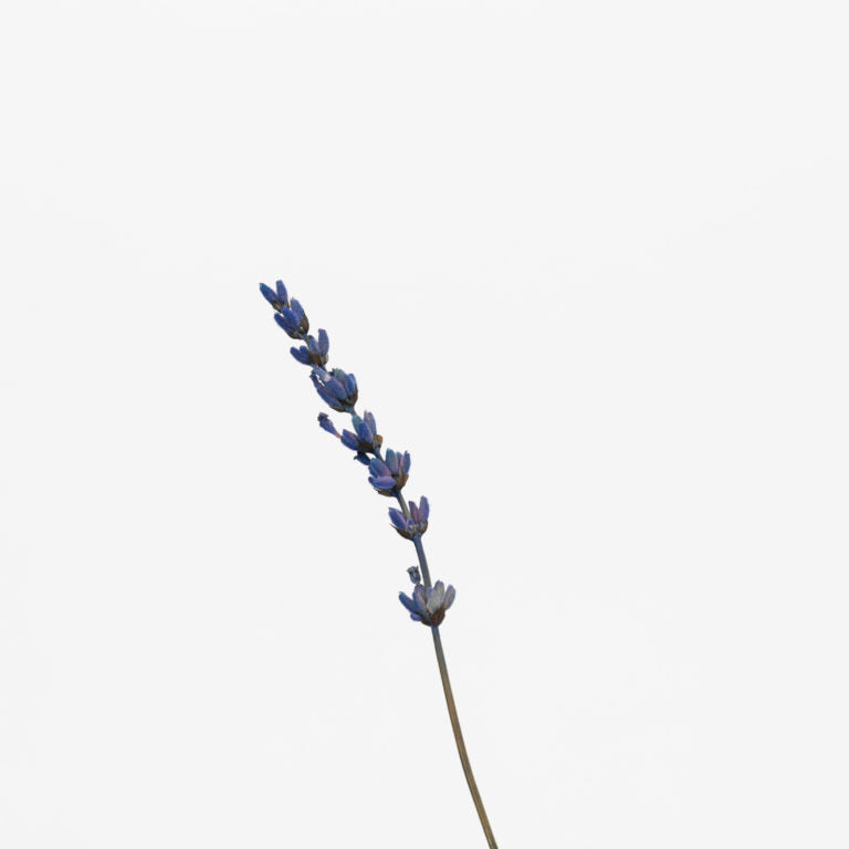 Lavanda violeta
