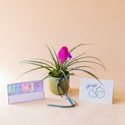 pack tillandsia rosa con maceta elho verde, velas gatitos y tarjeta bebé