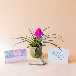pack tillandsia rosa con maceta elho verde, velas gatitos y tarjeta bebé