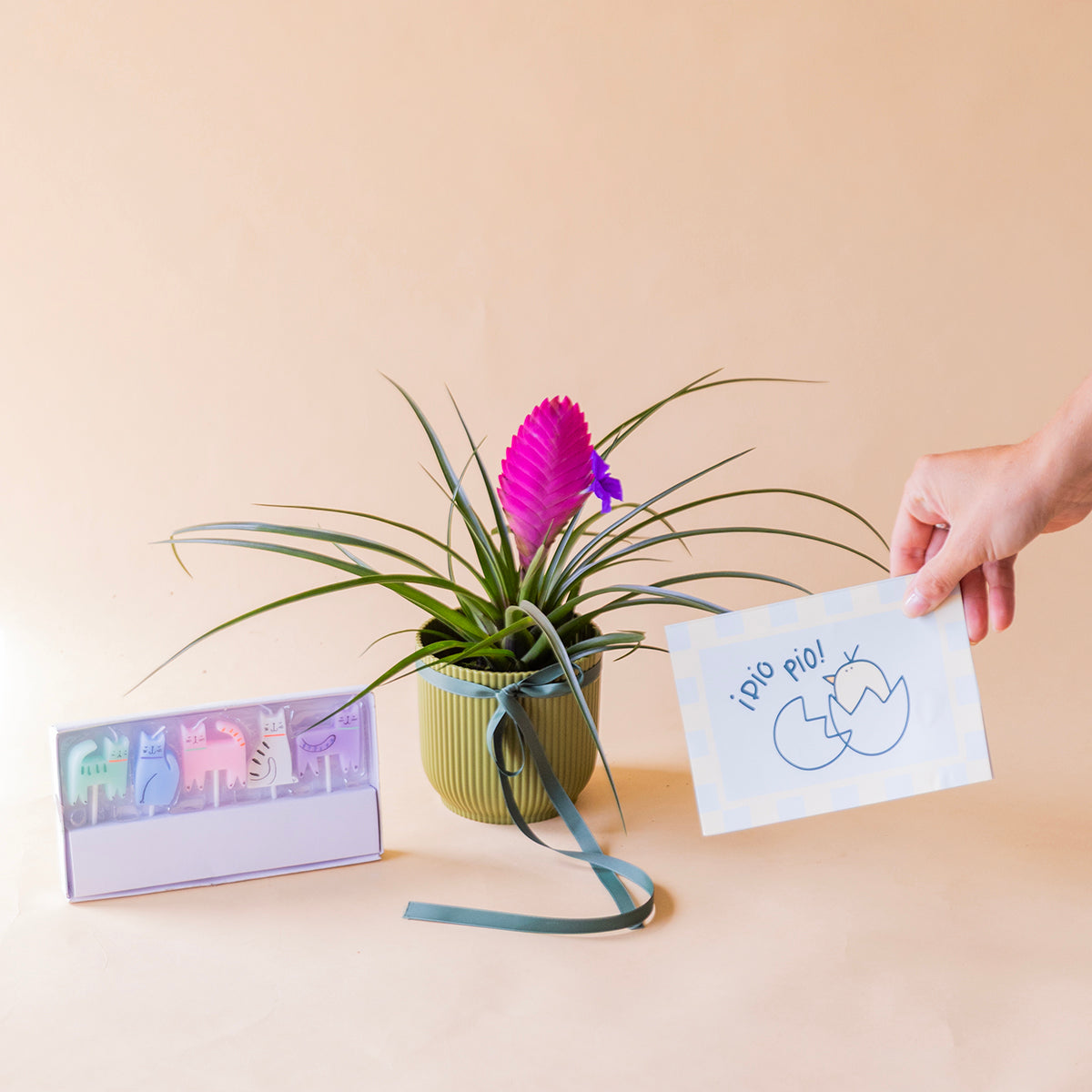 pack tillandsia rosa con maceta elho verde, velas gatitos y tarjeta bebé