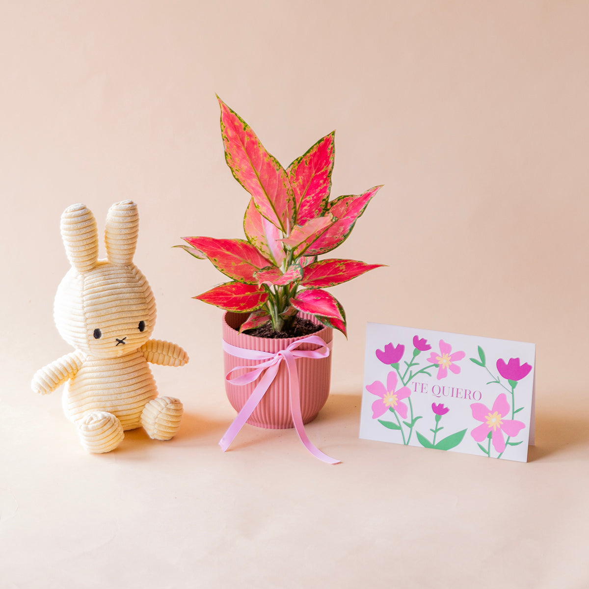 algaonema cherry junto peluche miffy amarillo y tarjeta dedicatoria te quiero todo ello sobre fono color crema