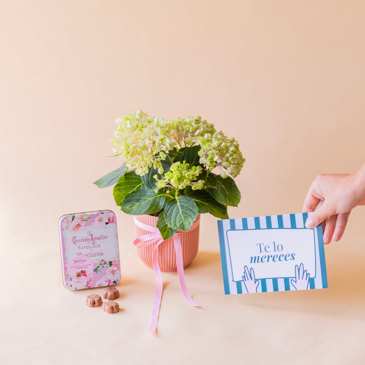 mini hortensia verde en maceta rosa con bombones Amatller y mano sosteniendo tarjeta Te lo mereces - Colvin