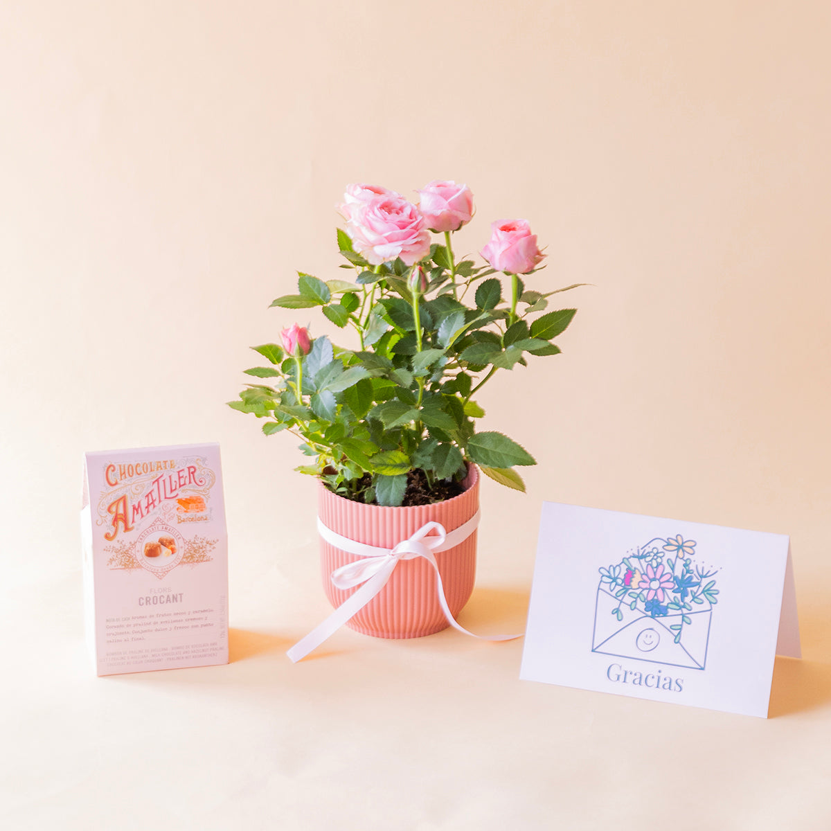 pack completo, imagen principal: Rosal pitimií rosa en maceta salmón con lazo, bombones Amatller crocant y tarjeta Gracias - Colvin

