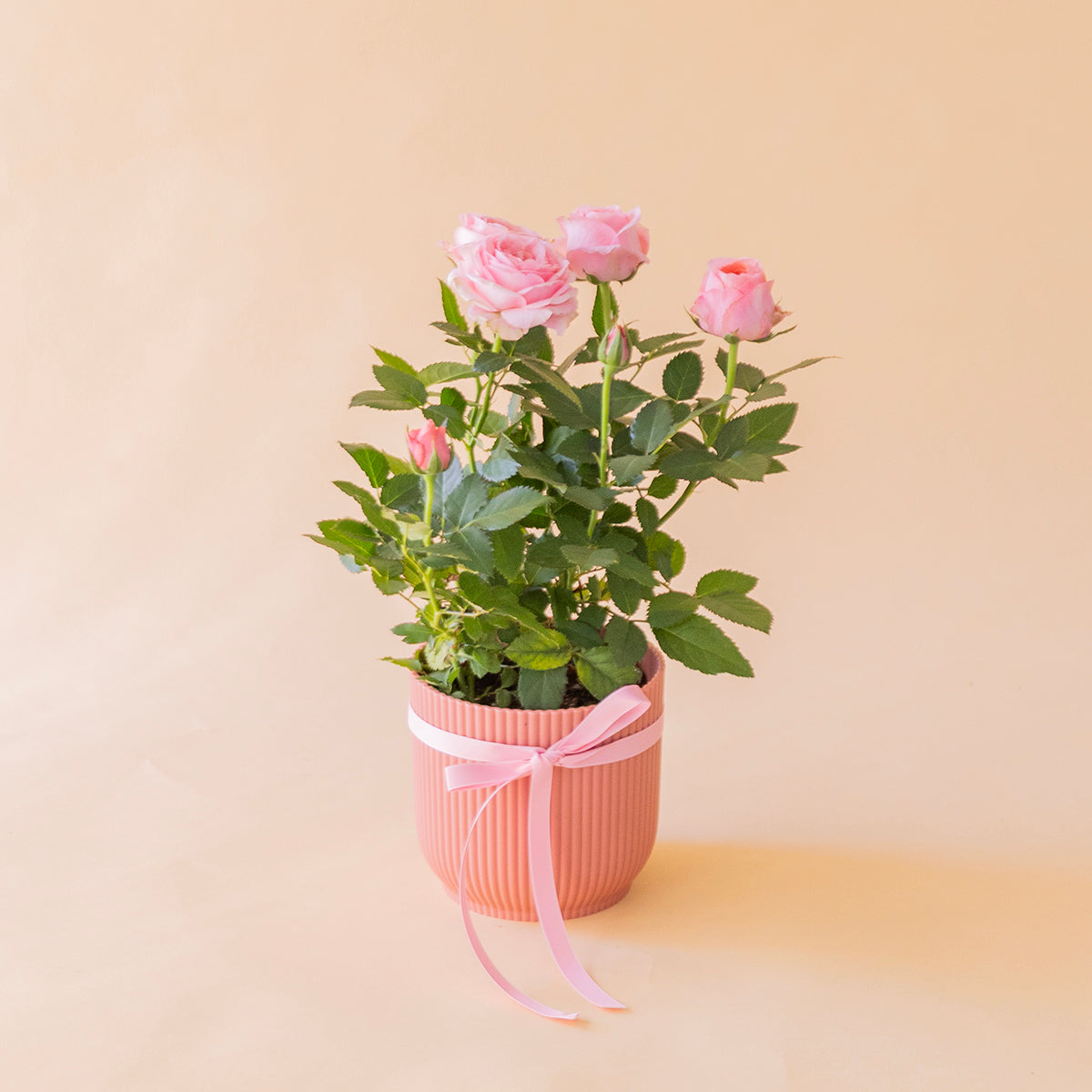Mini rosal pitiminí rosa en maceta salmón estriada con lazo rosa, planta regalo a domicilio - Colvin