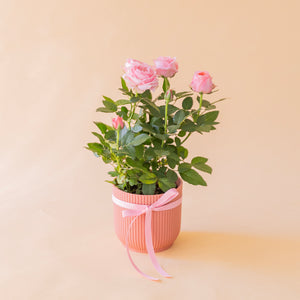 Mini rosal pitiminí rosa en maceta salmón estriada con lazo rosa, planta regalo a domicilio - Colvin