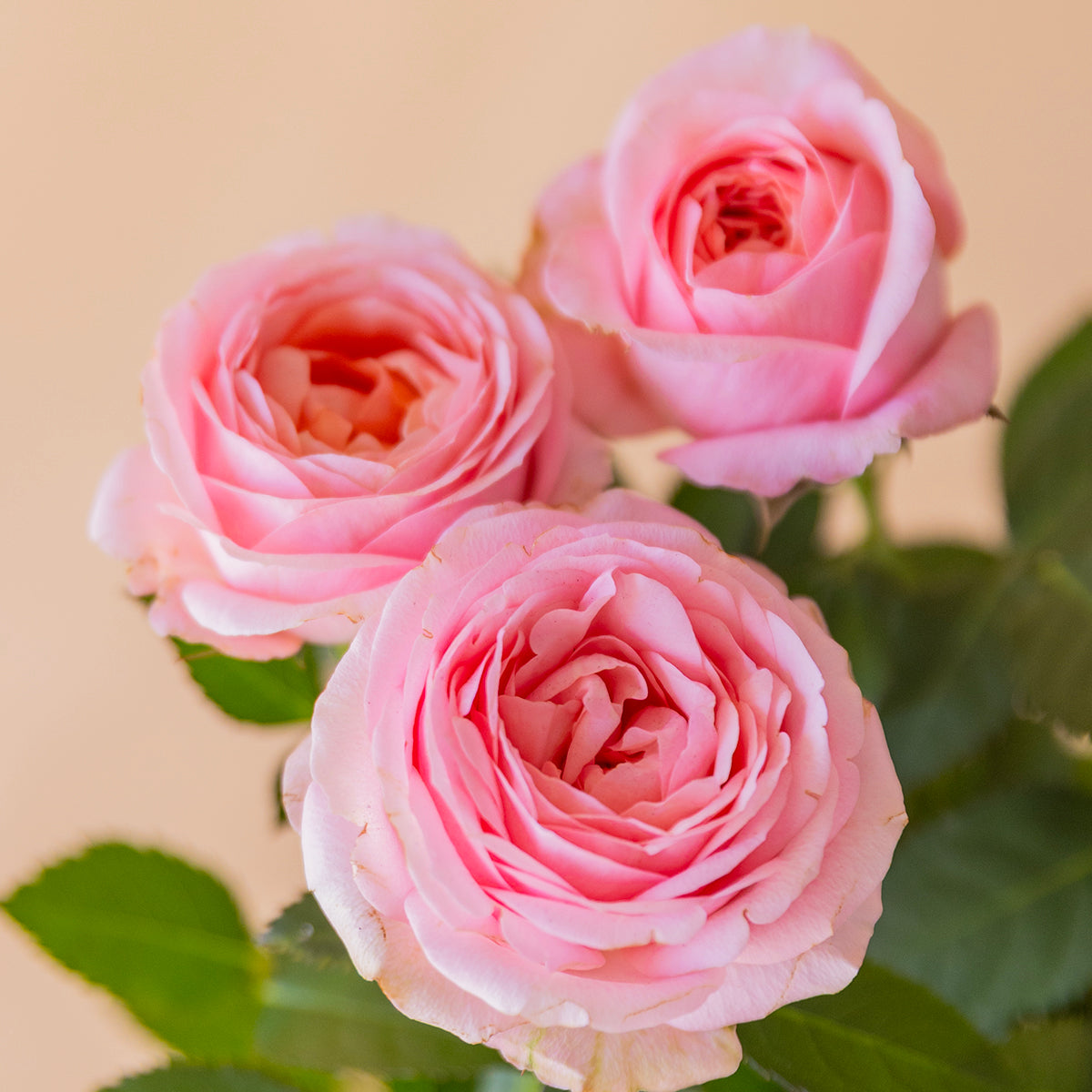 Mini rosal pitiminí rosa en maceta verde menta estriada con lazo verde, planta regalo a domicilio - Colvin