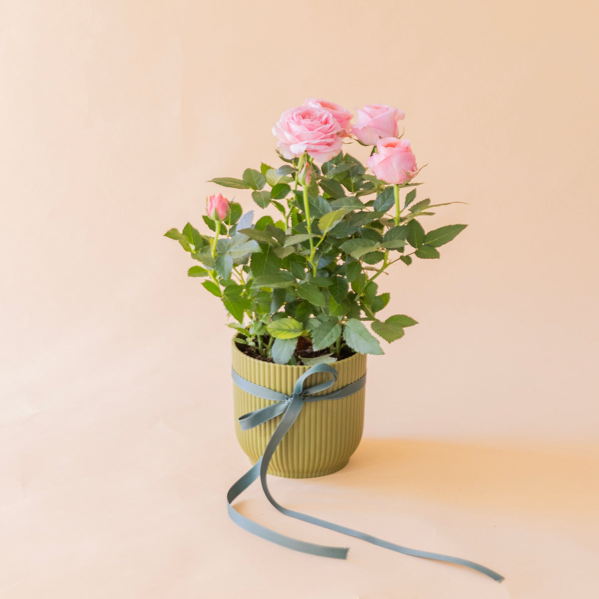 	Mini rosal pitiminí rosa en maceta salmón con lazo, vista lateral - Colvin
