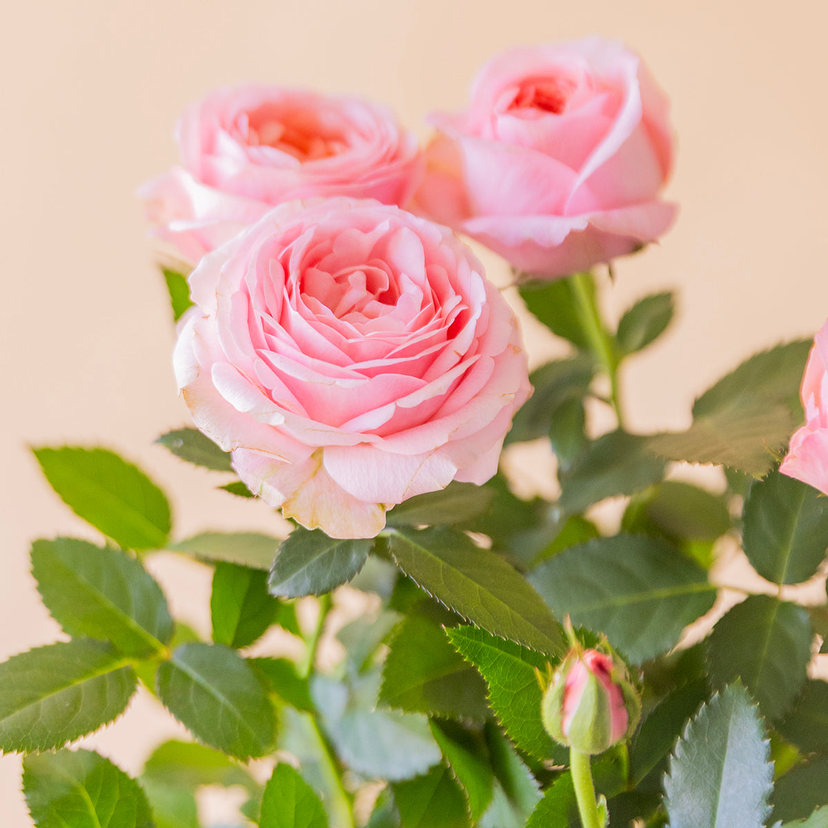 Primer plano flores rosas pitiminí abiertas con capullo, rosal mini de interior - Colvin