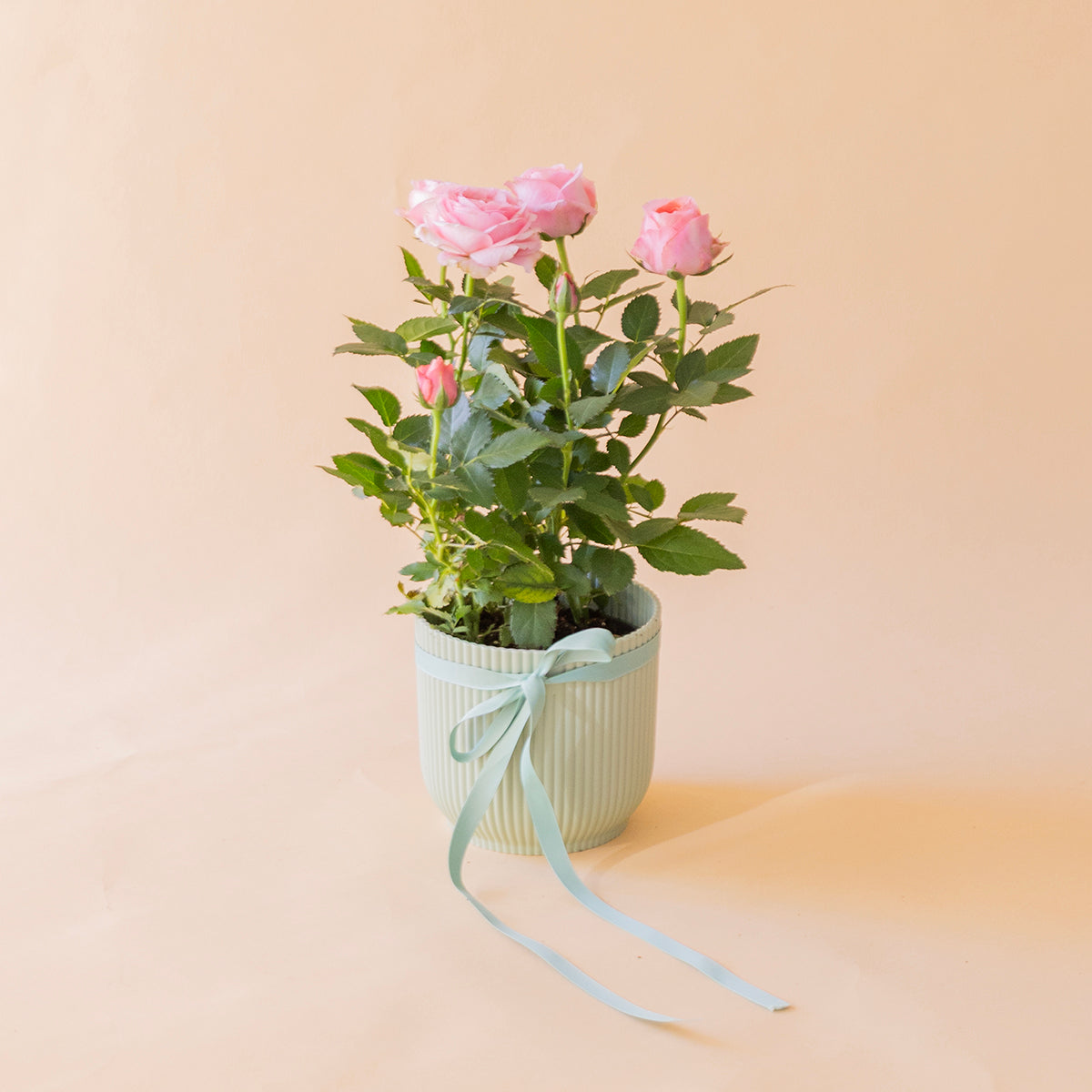 Mini rosal pitiminí rosa en maceta verde menta con lazo azul celeste, planta regalo - Colvin