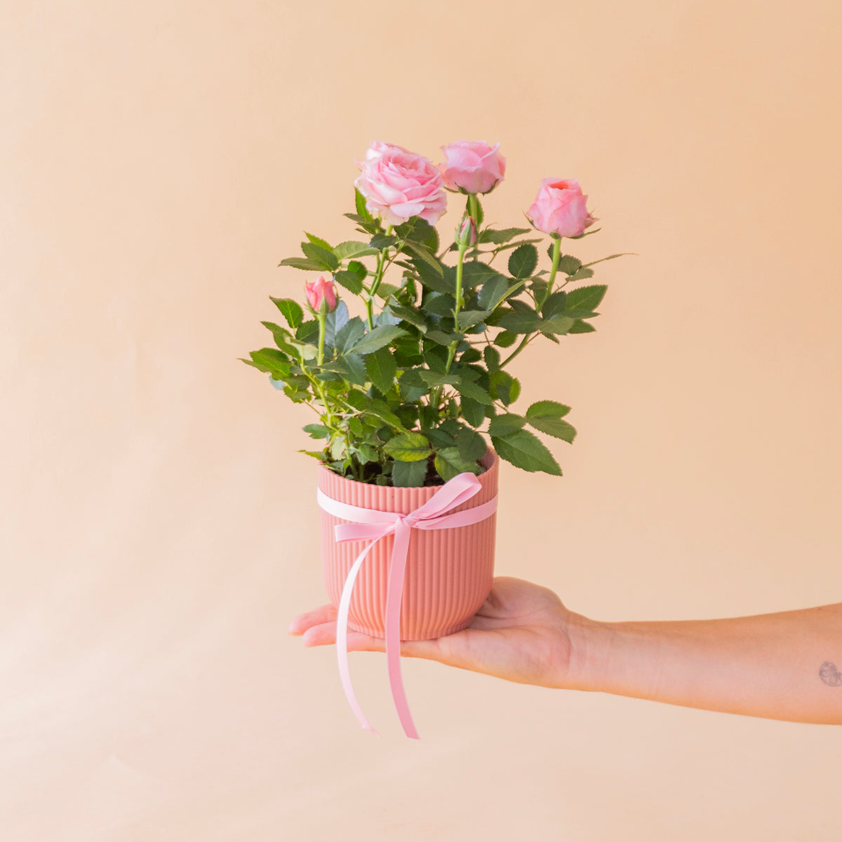 	Mano sosteniendo mini rosal pitiminí rosa en maceta salmón estriada con lazo rosa - Colvin