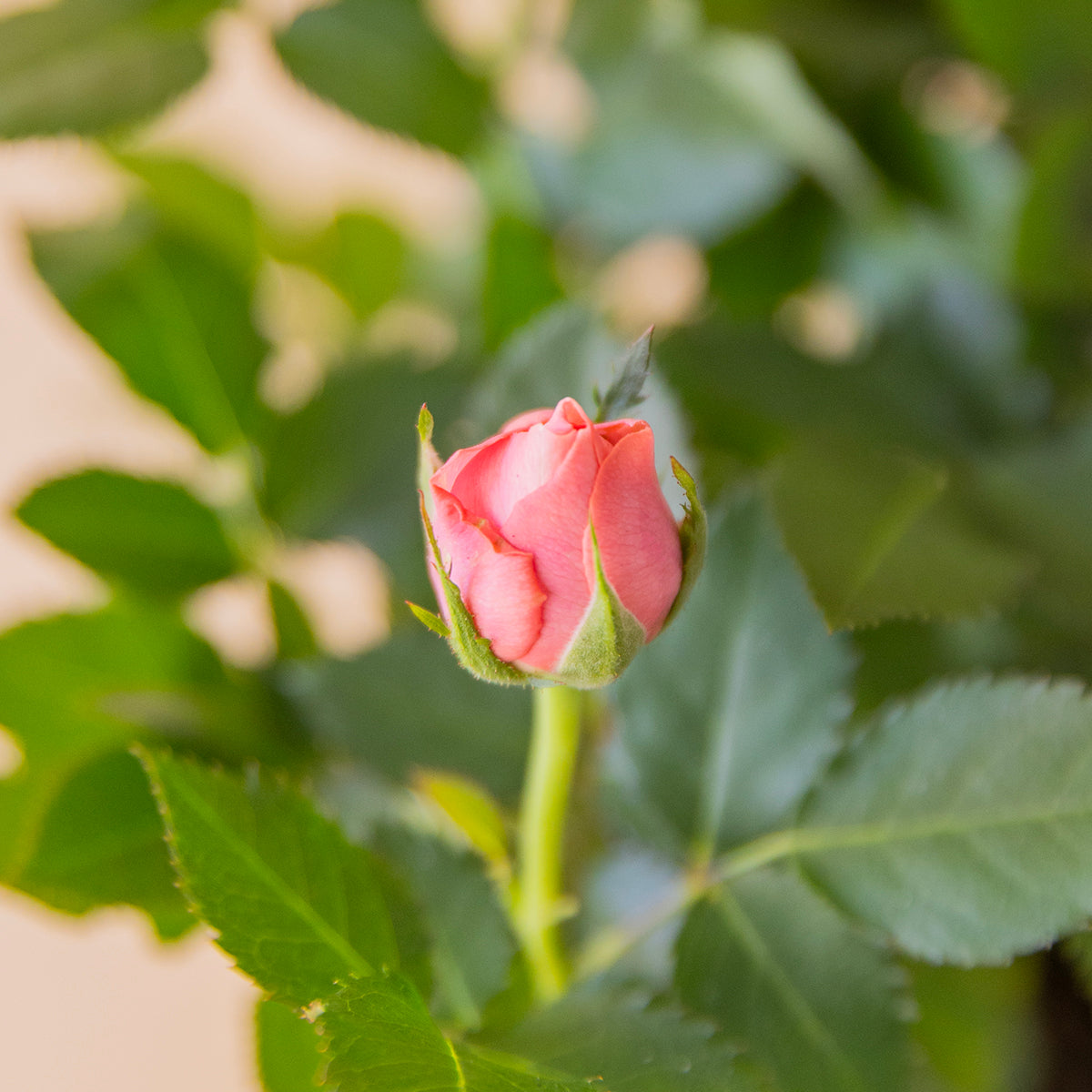 	Primer plano capullo de rosa pitiminí rosa coral con hojas verdes - Colvin