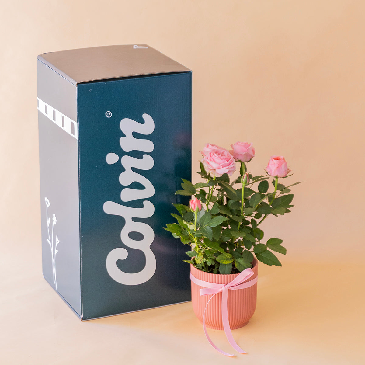 	Mini rosal pitiminí rosa en maceta salmón con caja de envío Colvin, entrega a domicilio - Colvin