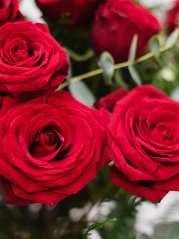 Rosas rojas
