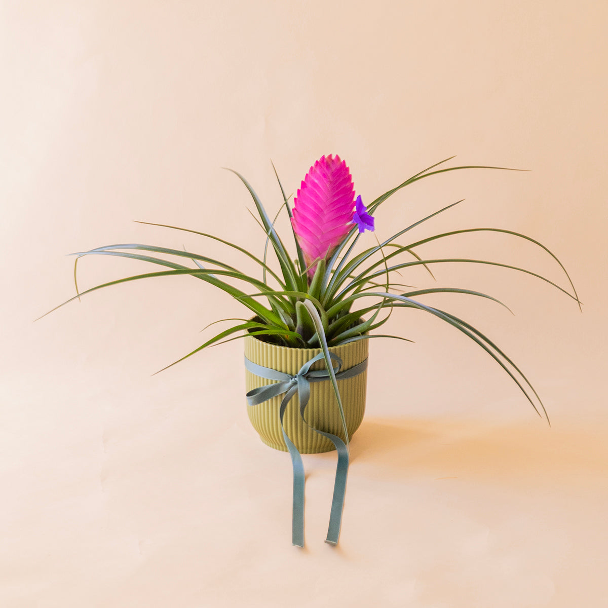 Tillandsia rosa en maceta verde oliva estriada con lazo azul celeste, planta de aire - Colvin