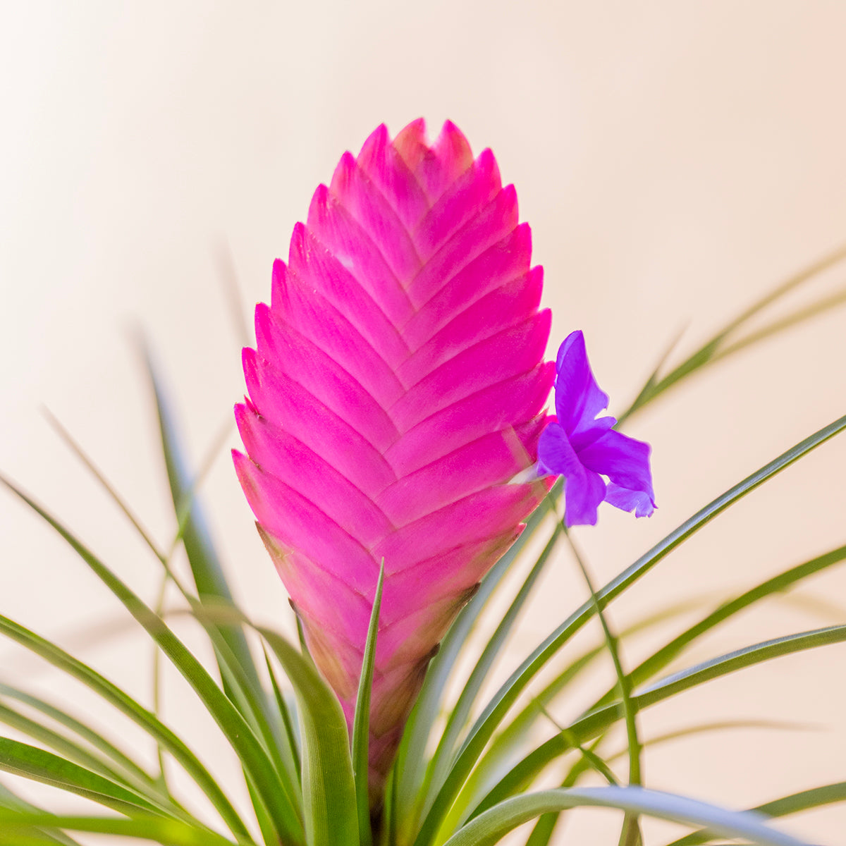 Primer plano espiga rosa fucsia de tillandsia cyanea con flor violeta y hojas verdes - Colvin