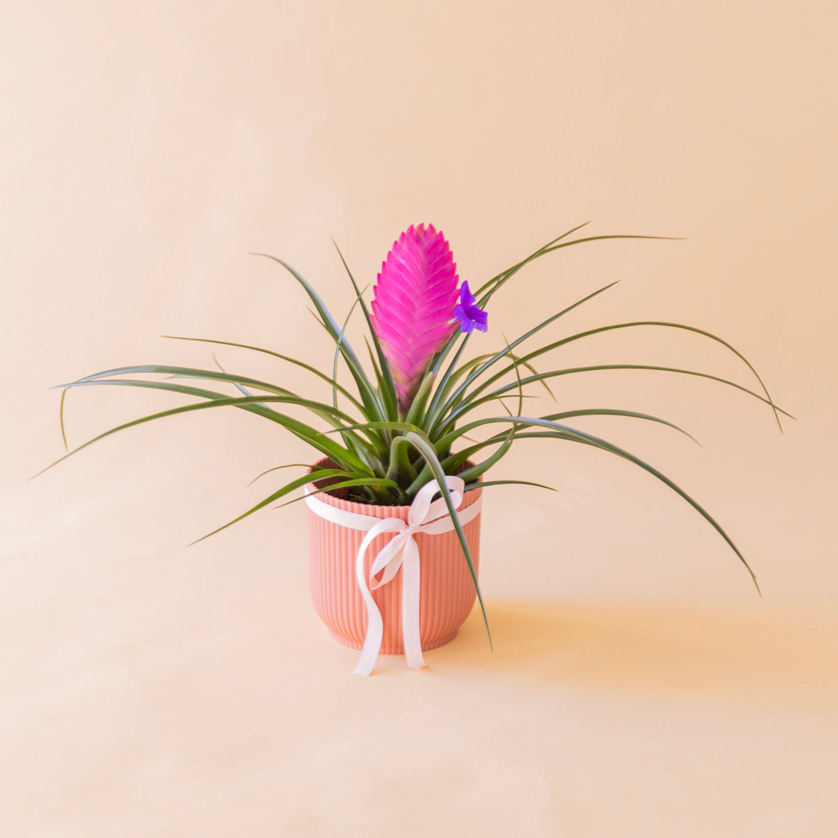 Tillandsia rosa en maceta blanca estriada con lazo azul celeste, vista frontal - Colvin