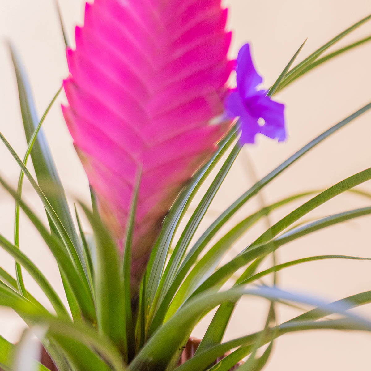 	Primer plano espiga rosa fucsia de tillandsia con flor violeta, planta de aire - Colvin