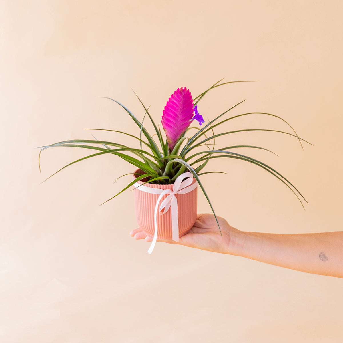 Tillandsia rosa en maceta salmón estriada con lazo blanco sobre fondo melocotón - Colvin
