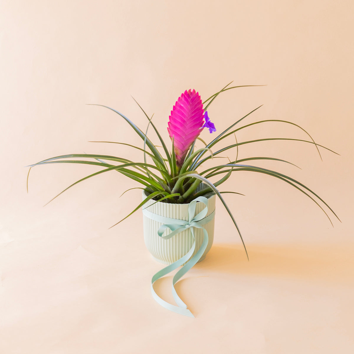 Tillandsia rosa en maceta blanca estriada con lazo azul celeste, planta de aire regalo a domicilio - Colvin