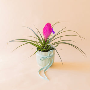Tillandsia rosa en maceta blanca estriada con lazo azul celeste, planta de aire regalo a domicilio - Colvin