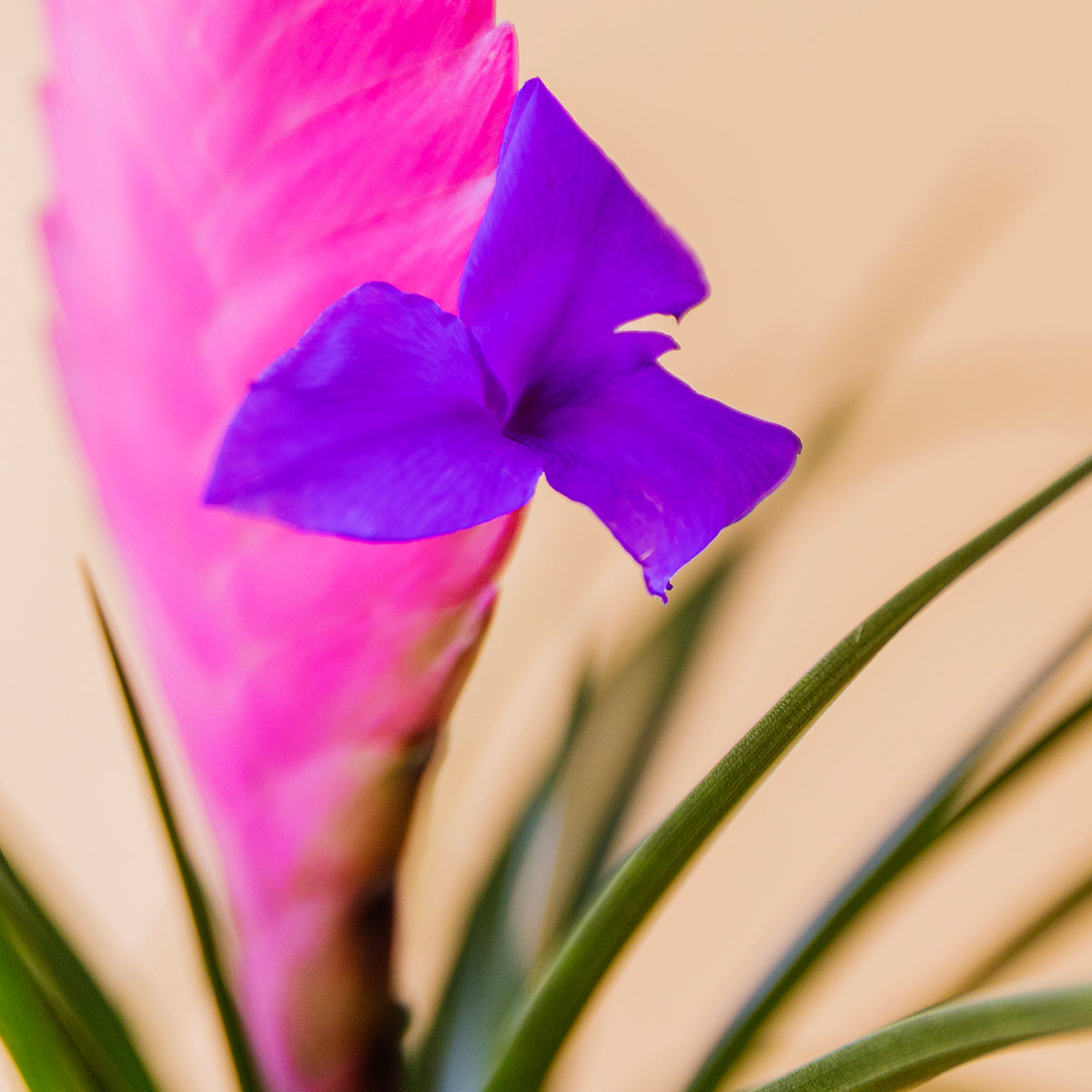 Mano sosteniendo tillandsia rosa en maceta salmón estriada con lazo blanco, planta regalo - Colvin