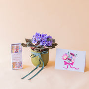 Violeta africana en maceta verde con lazo, velas liberty Meri Meri y tarjeta protea floral, regalo a domicilio - Colvin