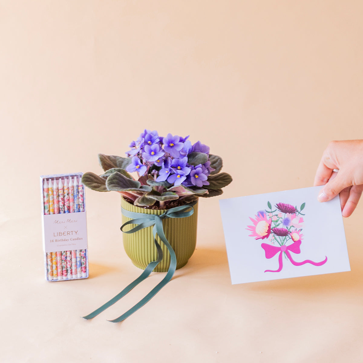 Primer plano flores rosas de violeta africana con estambres amarillos, planta interior de larga duración - Colvin