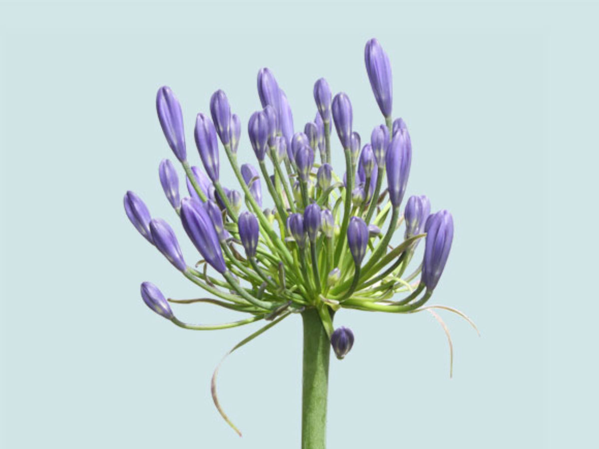 Agapanthus - Flor de Amor | Blog de Flores - Colvin