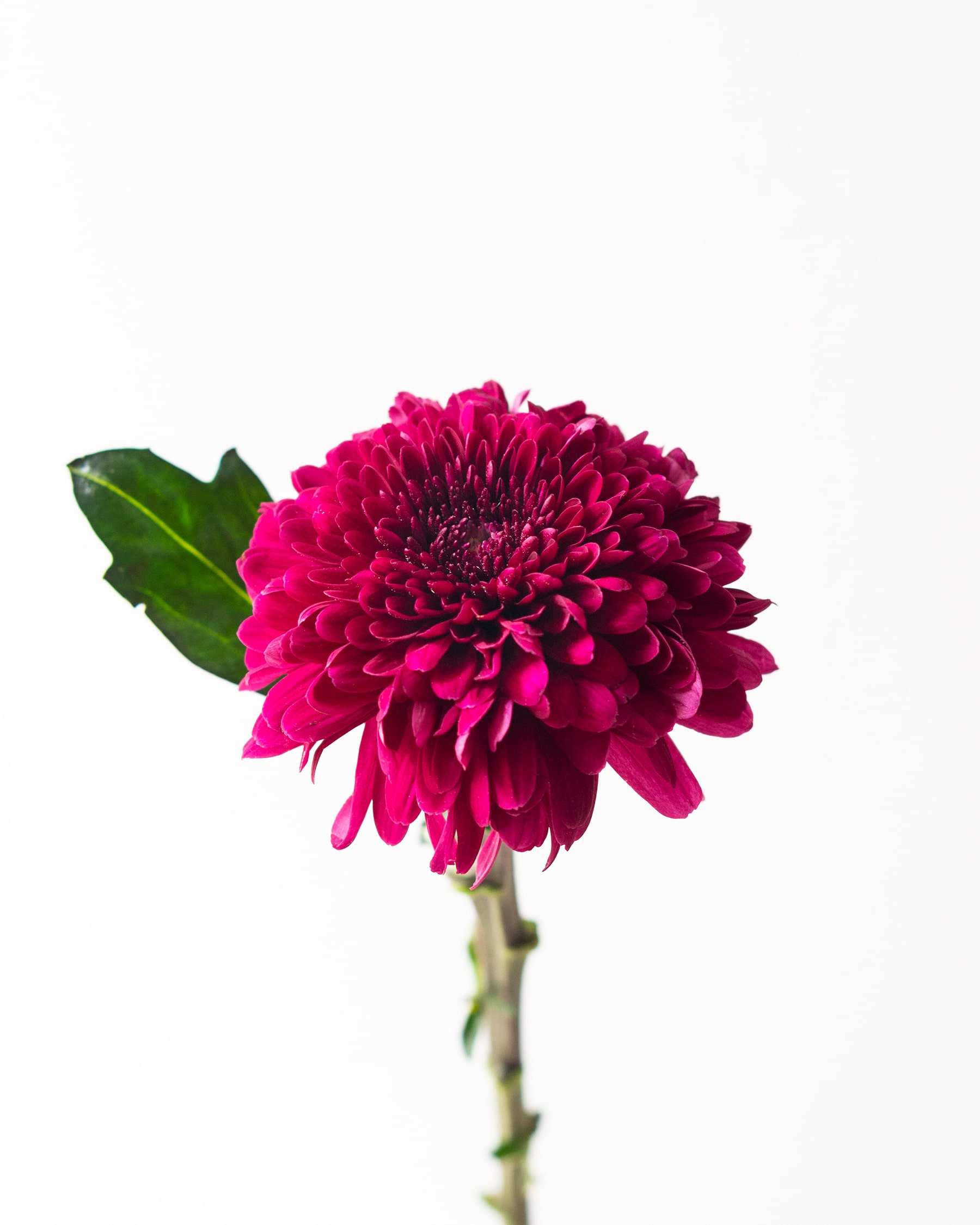 Crisantemo: Significado, cuidados y características de esta flor de  invierno | Colvin Blog