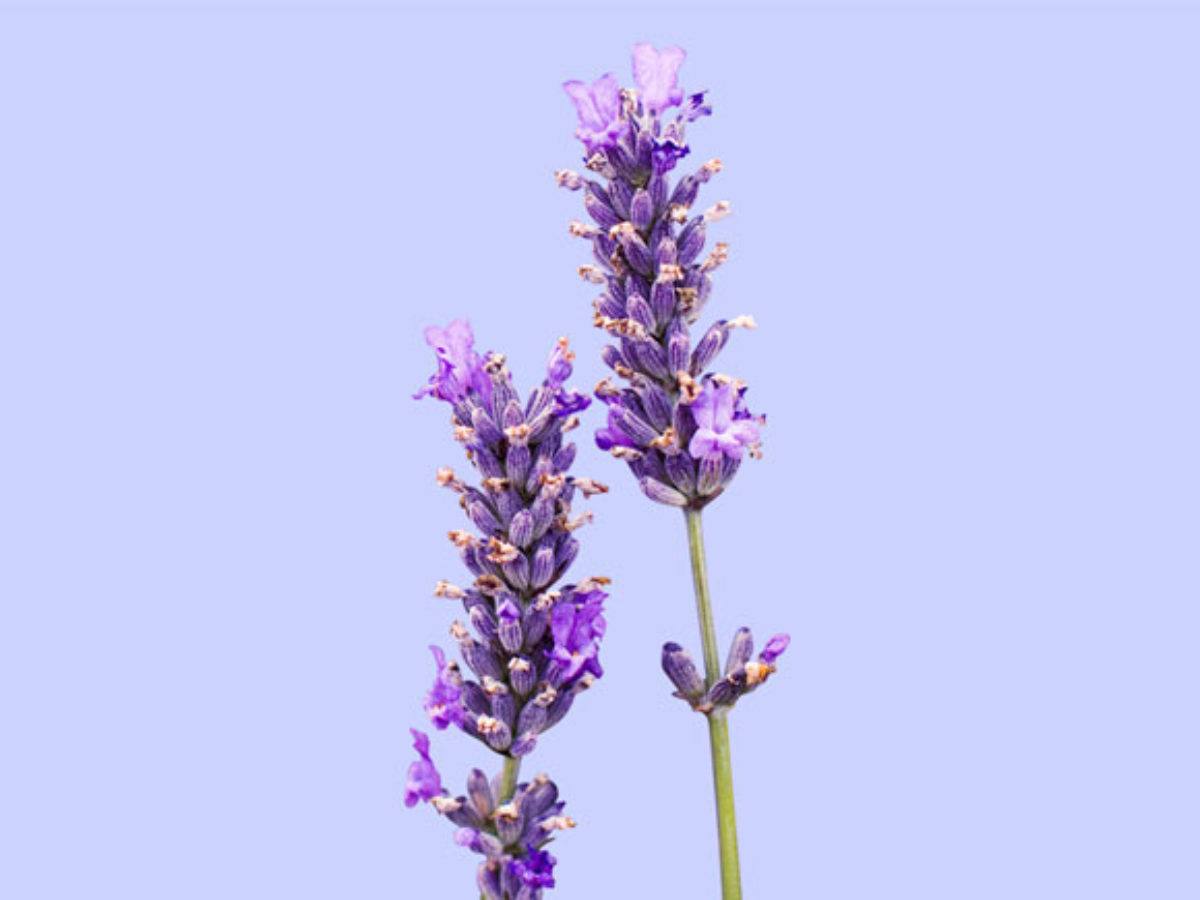 Cuidados de la lavanda, propiedades y usos de esta llamativa flor | Blog  Colvin