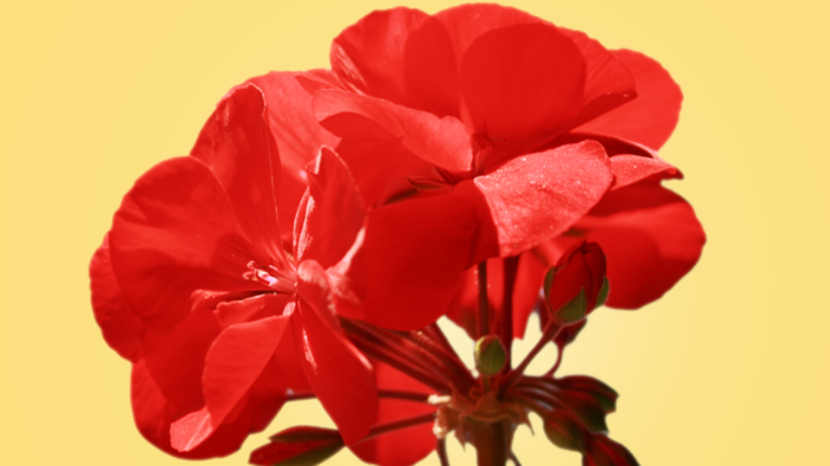 Geranios - Flor de Colores | Blog de Flores - Colvin Geranios - Flor de Colores | Blog de Flores - Colvin