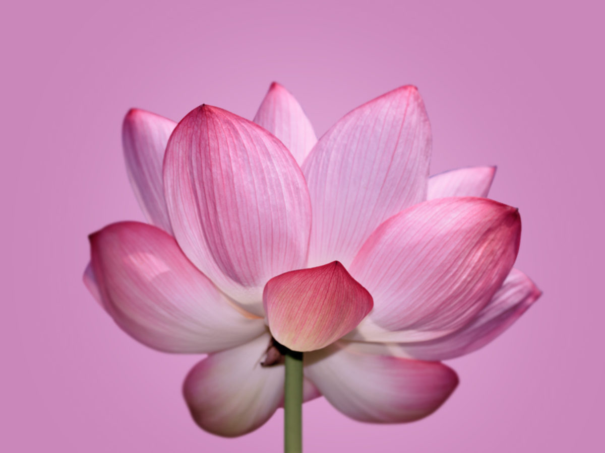 Flor de Loto - La flor de la Meditación