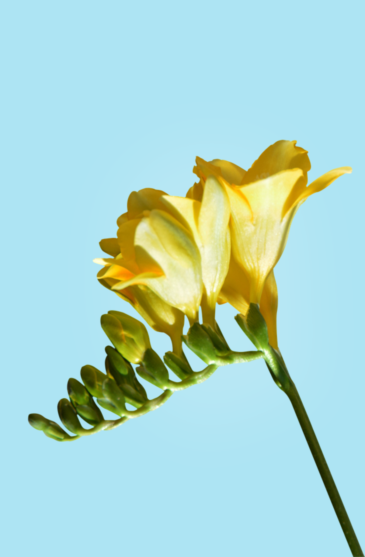 Fresia o freesia: una flor que irrádia primavera por los 4 costados | Colvin Blog Fresia o freesia: una flor que irrádia primavera por los 4 costados | Colvin Blog