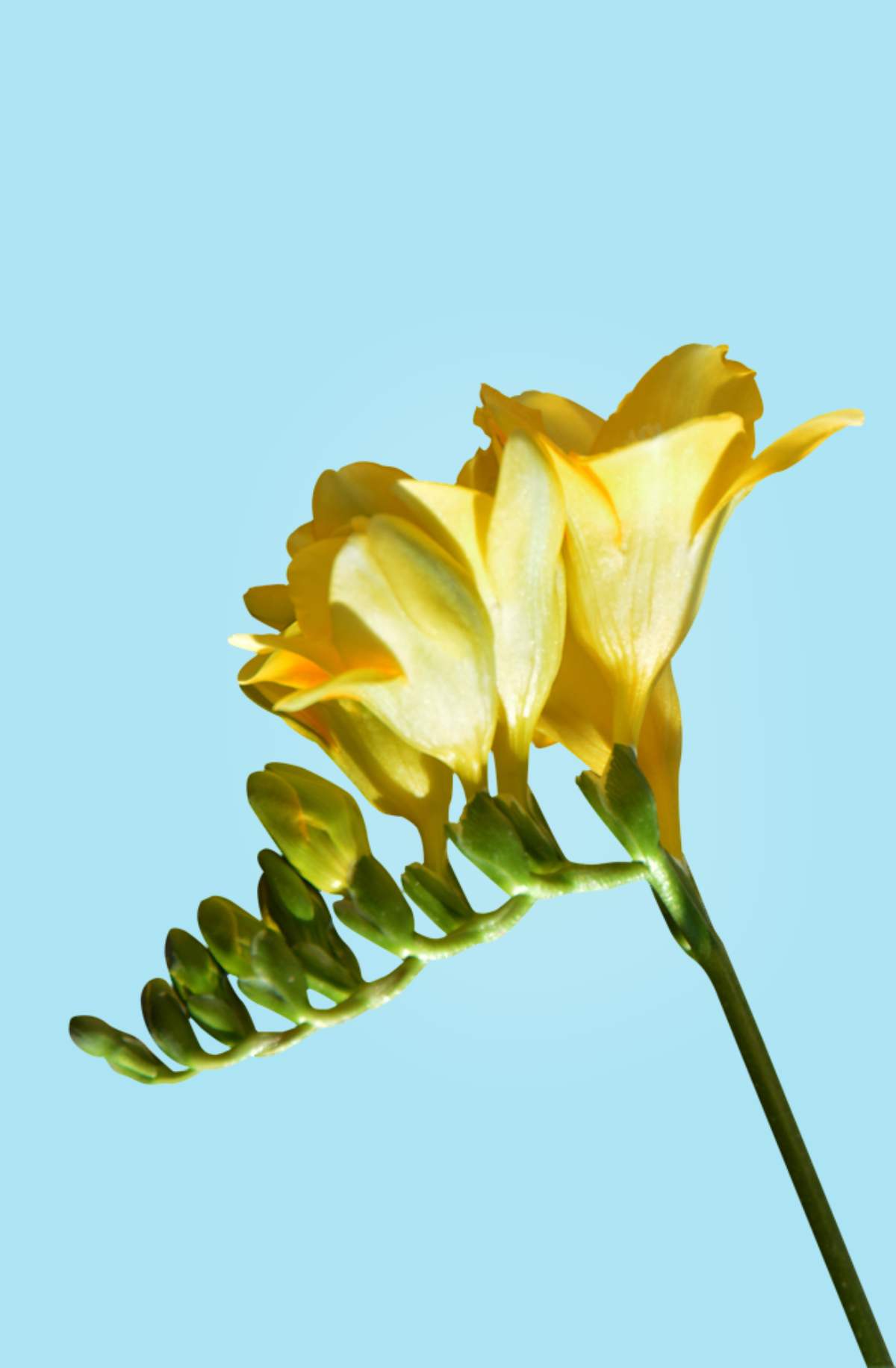 Fresia o freesia: una flor que irrádia primavera por los 4 costados |  Colvin Blog