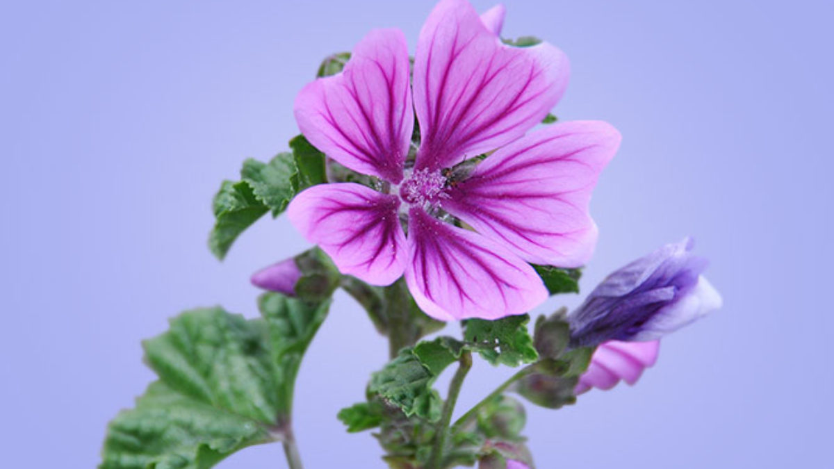 La Malva - Flor medicinal | Blog de Flores - Colvin
