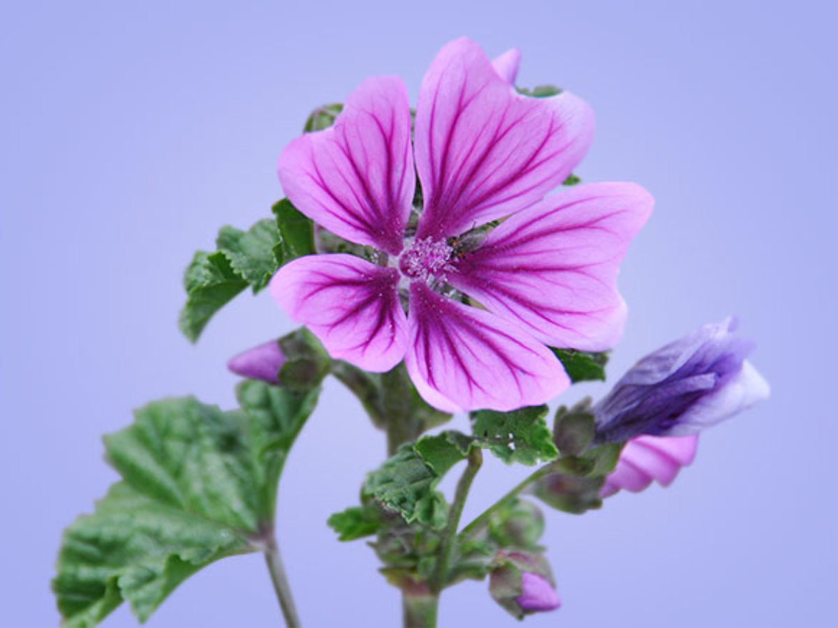 La Malva - Flor medicinal | Blog de Flores - Colvin