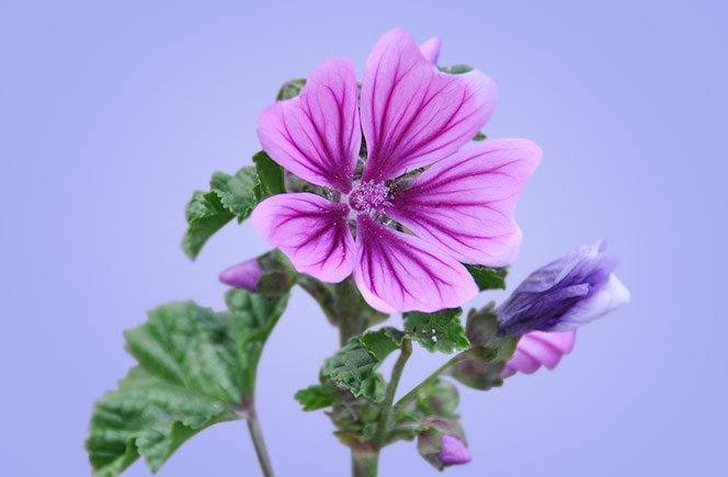 La Malva - Flor medicinal | Blog de Flores - Colvin