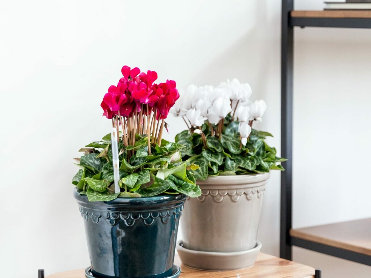 Ciclamen: cuidados y significado de la planta con flor más top del invierno  | Blog Colvin