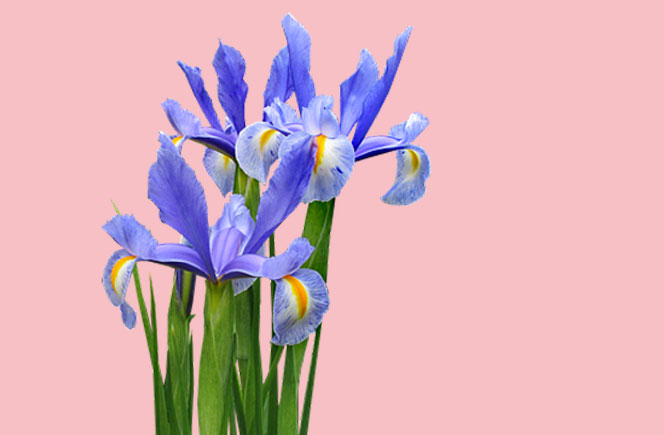 Flor de Iris, la figura mitológica - Blog de flores y noticias frescas