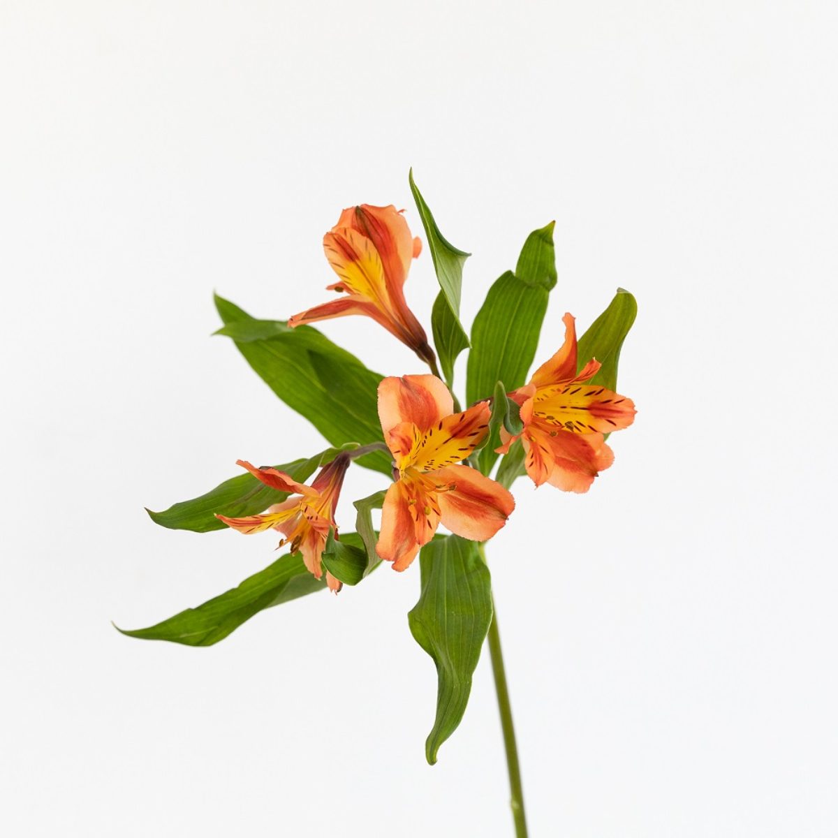 Astromelia - Flor con una leyenda | Colvin Blog